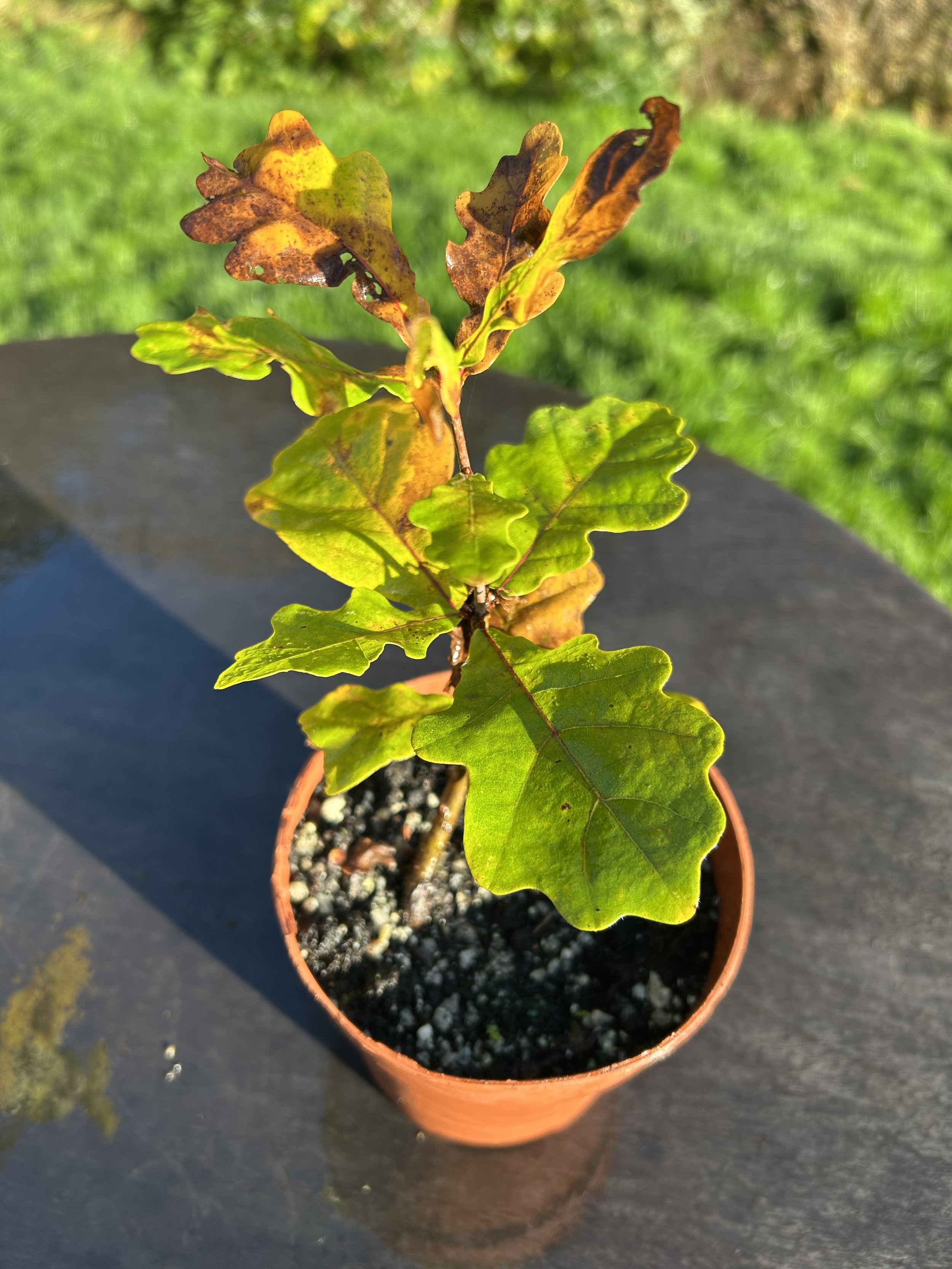 Oak Tree