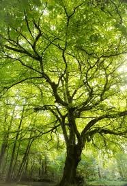 free beech 3 download.jpeg