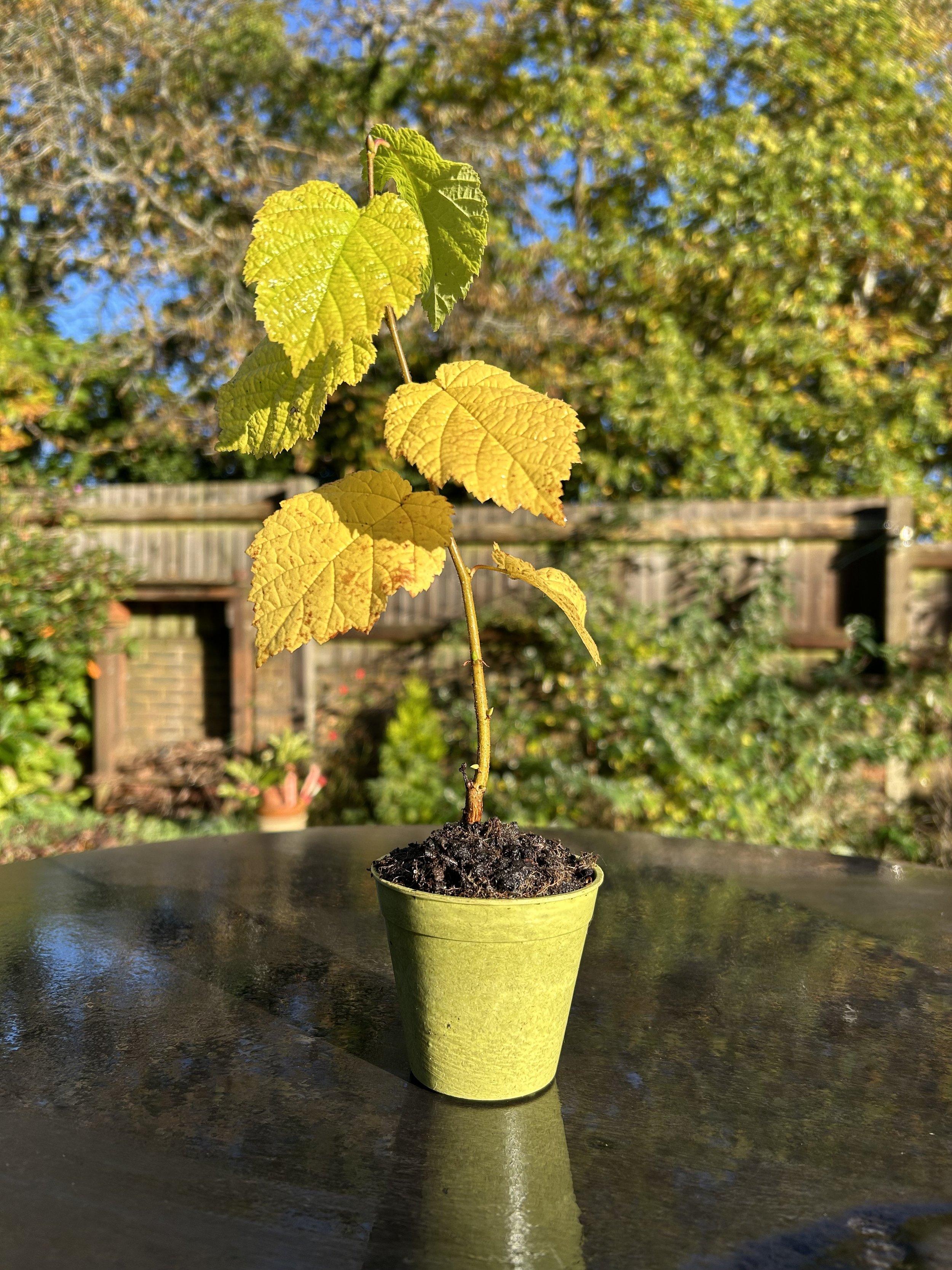 Hazel Tree