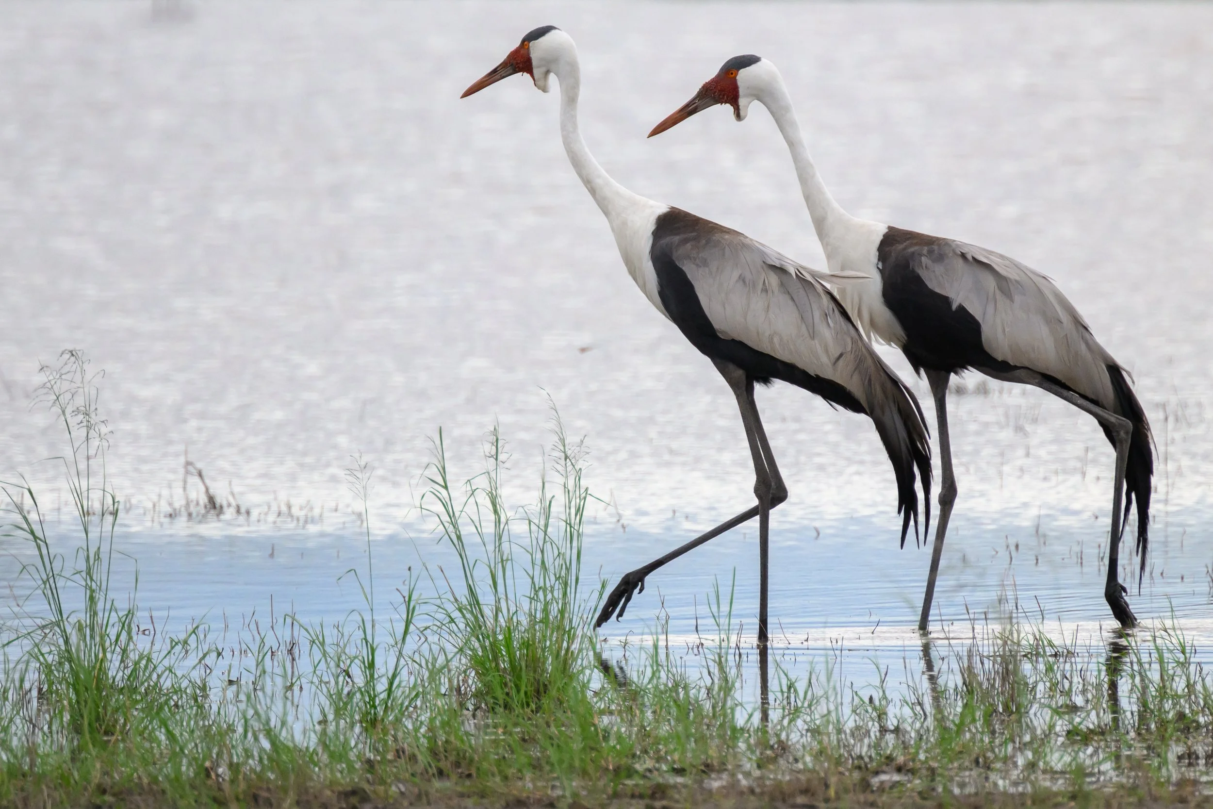 Wattled Cranes