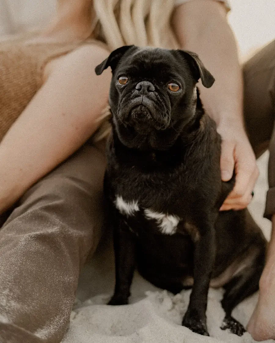 Närbild på en hund under en gravidfotografering på stranden i Skåne.