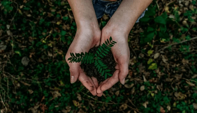 Green 2.png