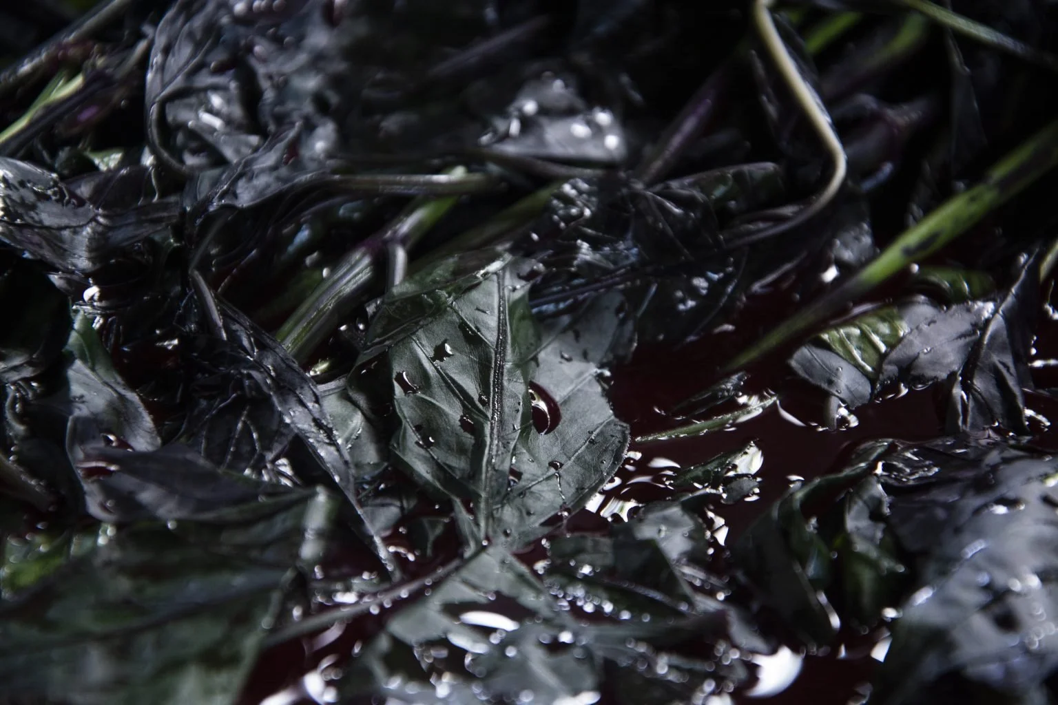 Pacific Pigments: Mangroves, Rainforests, and Territory