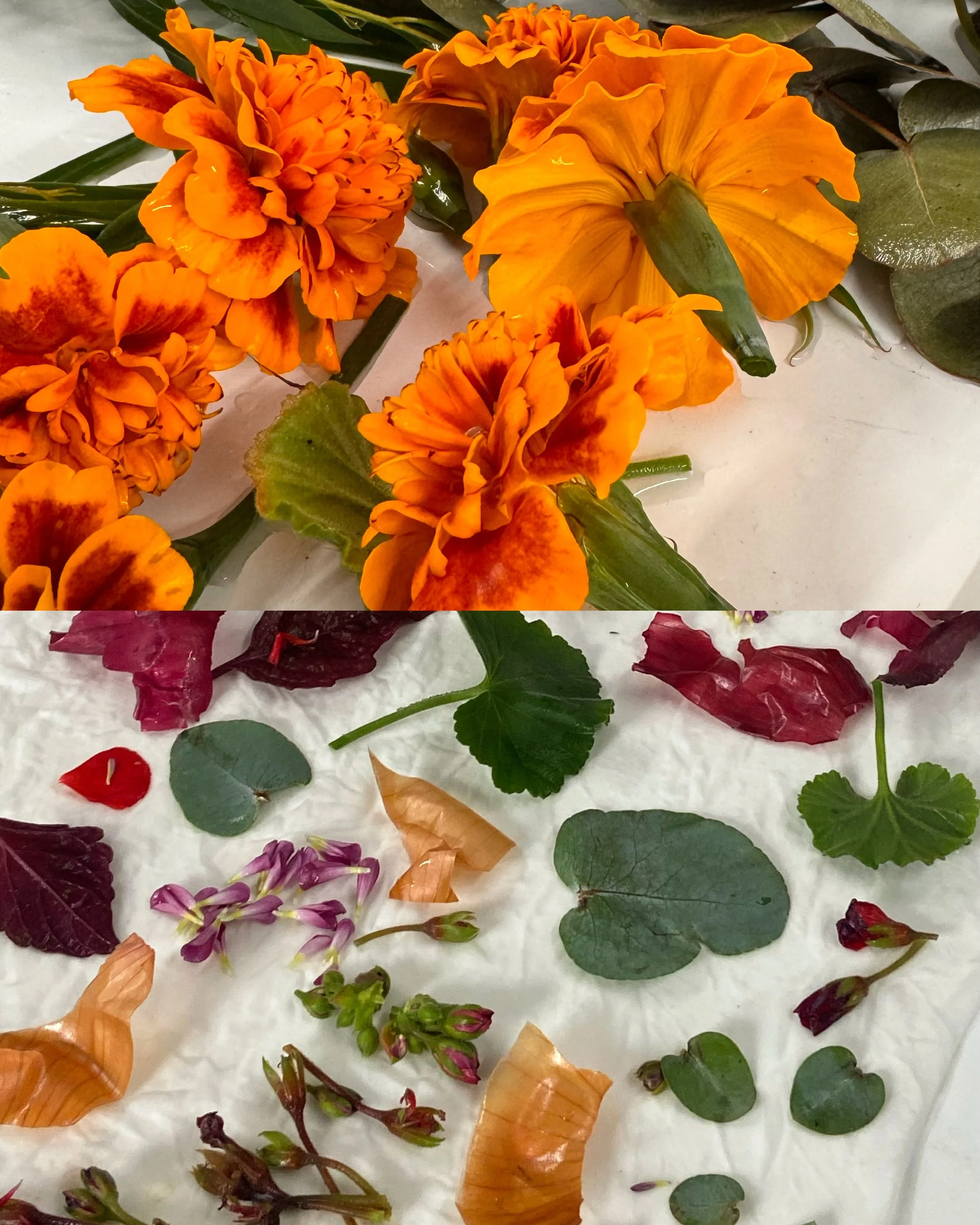 Insights from our BOTANICAL PRINT Workshop 

In this workshop, participants step into the world of natural dyeing, exploring botanical printing; a technique that uses the pigments and forms of leaves, flowers, and other plant materials to create colo