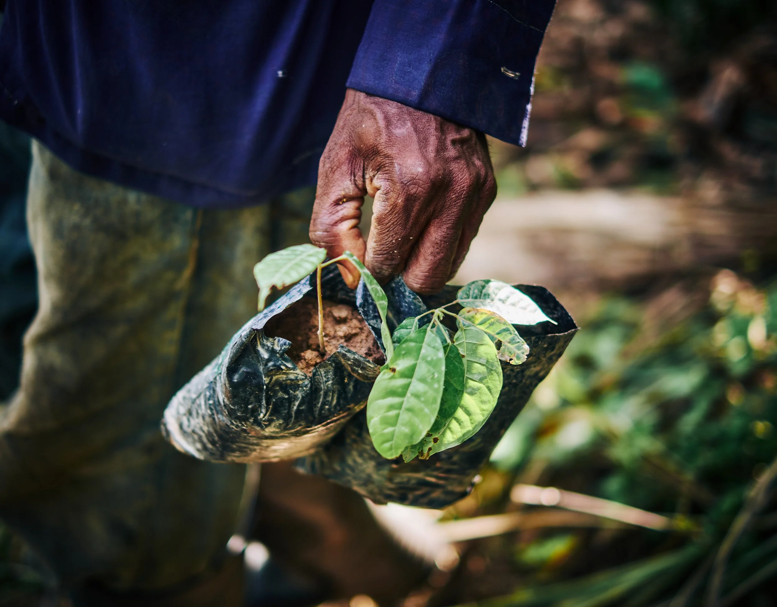 A person holding a black plastic bag with small green coffee plants growing inside, in a coffee farm.