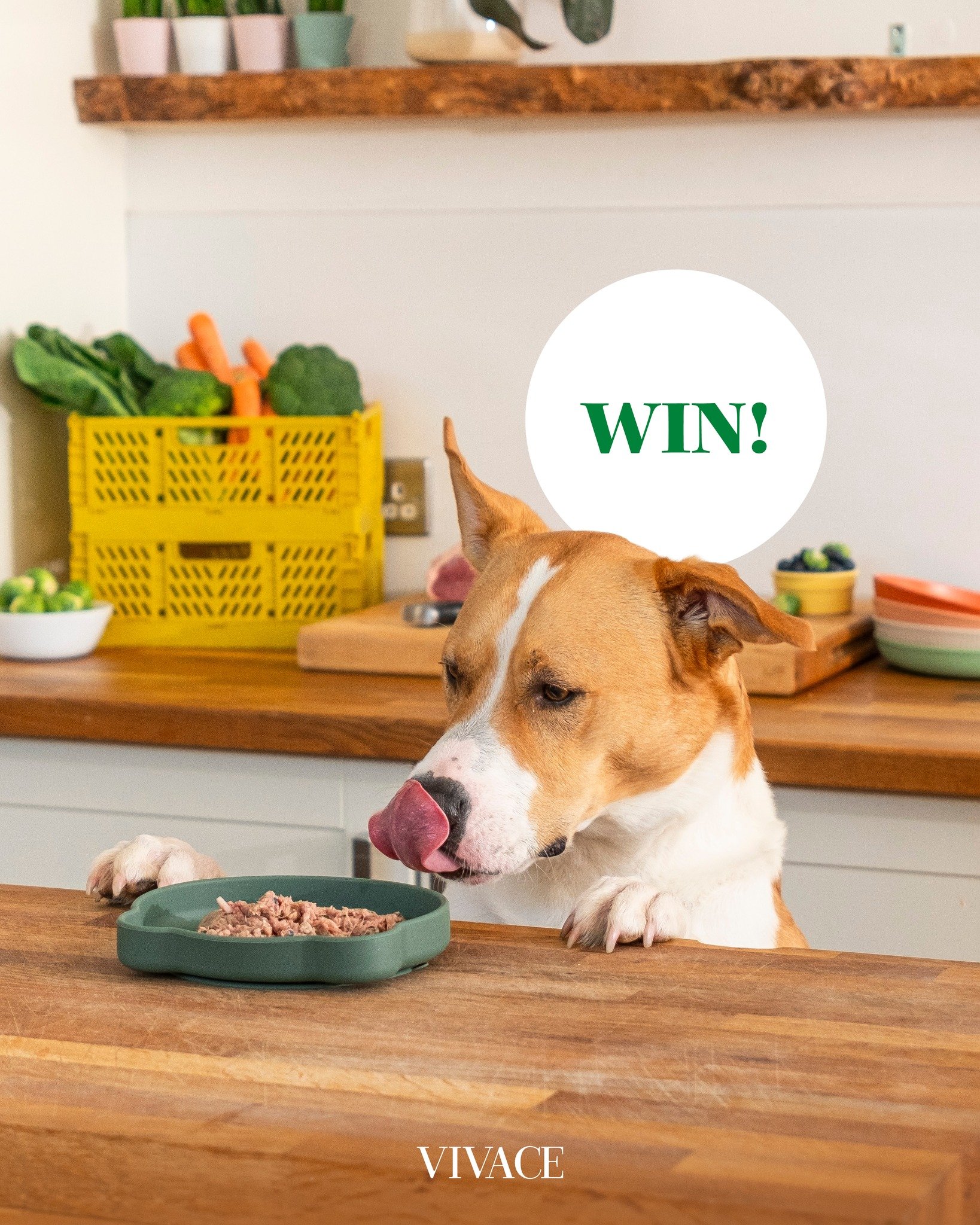 ✨ 𝗪𝗜𝗡 𝟯 𝗺𝗮𝗮𝗻𝗱𝗲𝗻 𝘃𝗼𝗲𝗱𝗶𝗻𝗴 𝘃𝗼𝗼𝗿 𝗷𝗼𝘂𝘄 𝗵𝗼𝗻𝗱! ✨

@bellaanddukepet gelooft dat een gezonde hond een blije hond is. Daarom hebben ze een assortiment hondenvoeding van premium kwaliteit ontwikkeld, boordevol alles wat je hond nod