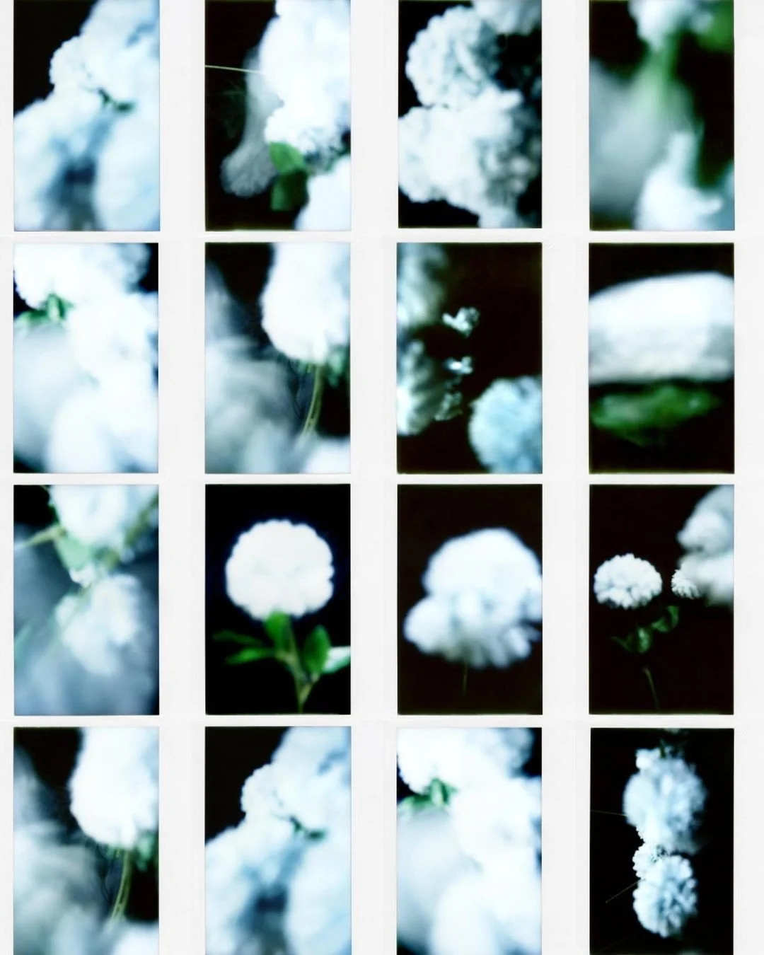 Collage de varias flores blancas y verdes en diferentes ángulos y profundidades de campo, con fondo oscuro y claro.