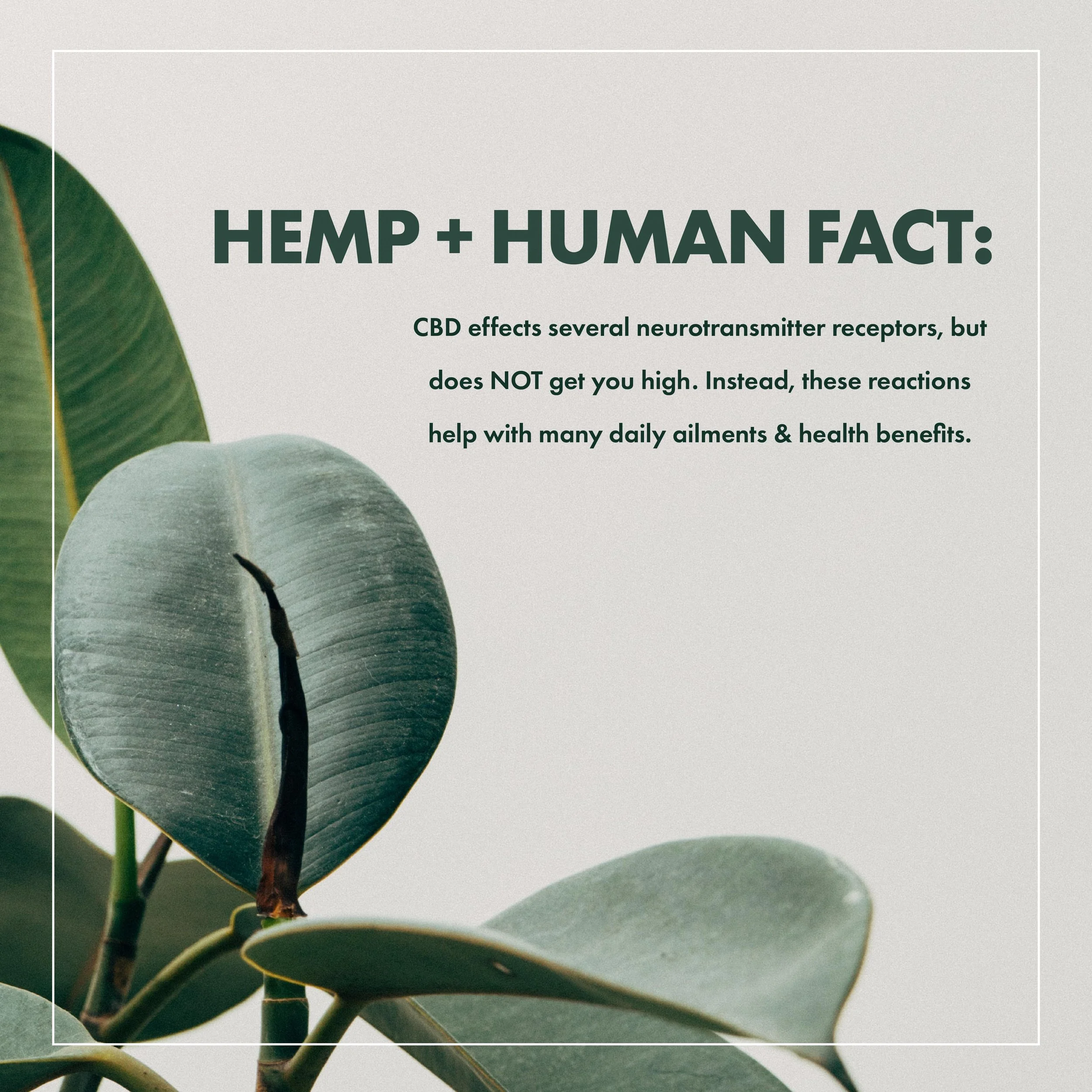 FOREST INTERNssSHIP .jpg