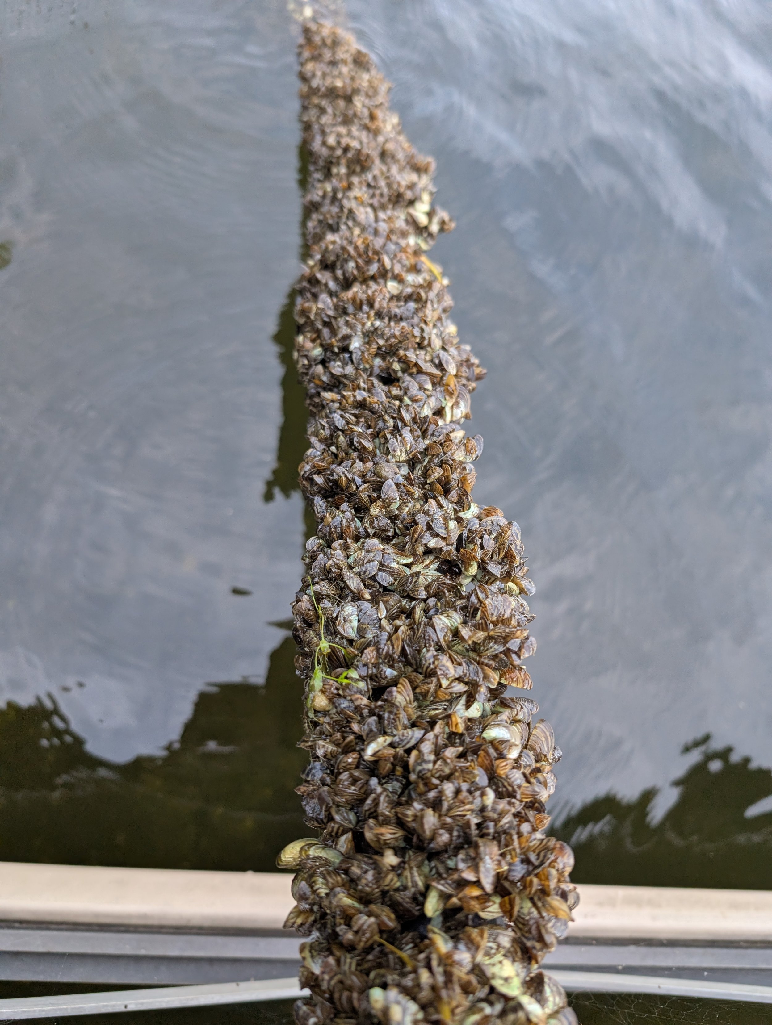 A close-up view of a long pole covered in numerous small shellfish or barnacles, extending into a body of water with a metal structure and a concrete surface nearby.