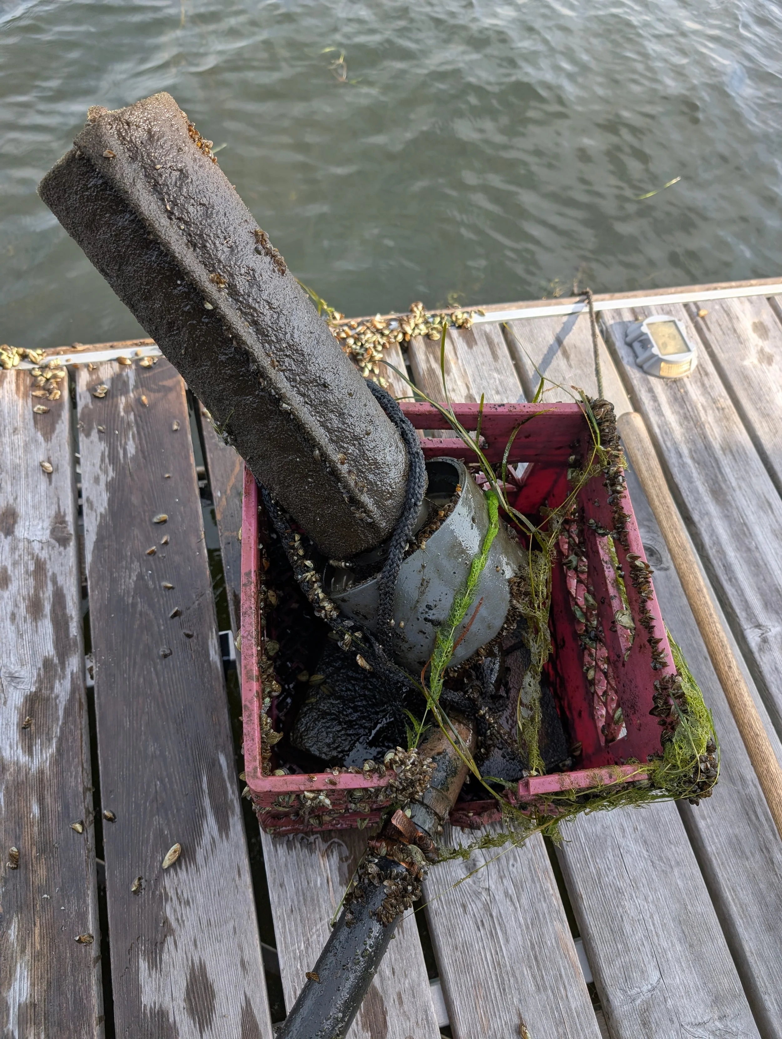 A rusty, weathered post on a dock with barnacles and green seaweed, next to a water body, with a digital measuring device nearby.