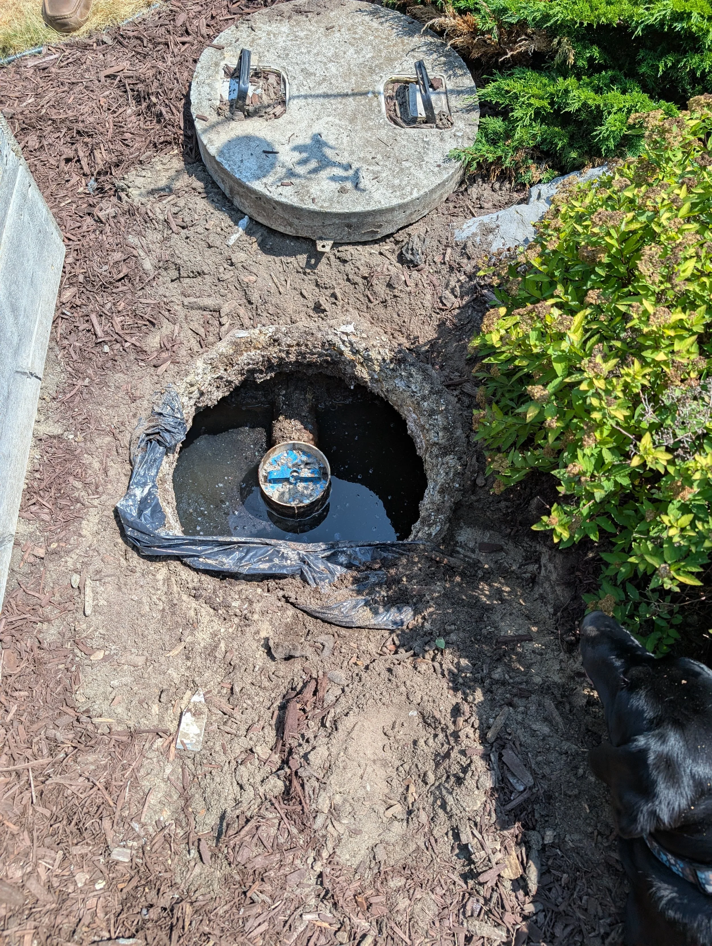 View of an open underground septic tank with black water and a blue lid inside, surrounded by dirt, mulch, and shrubs. A concrete lid is placed nearby with lifting hooks.