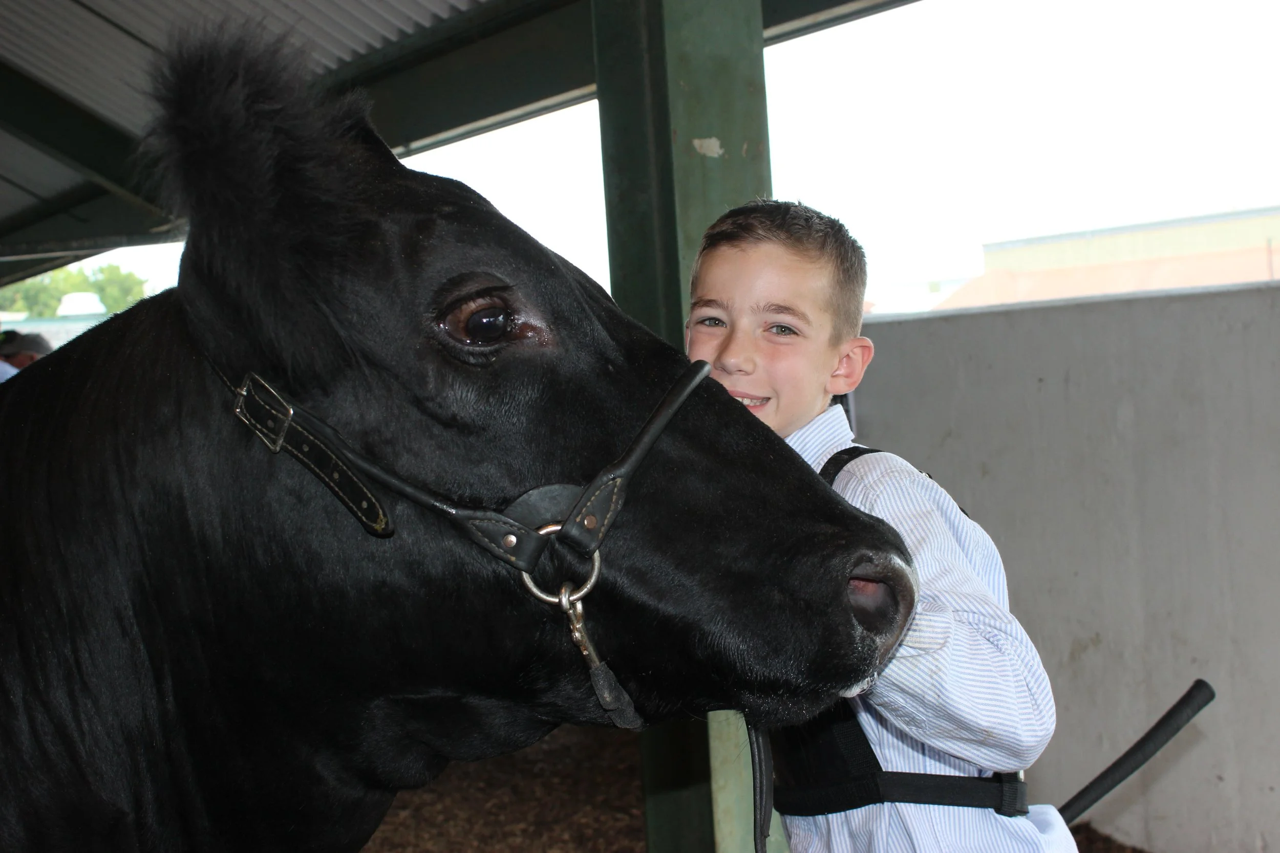 young man holding a black steer