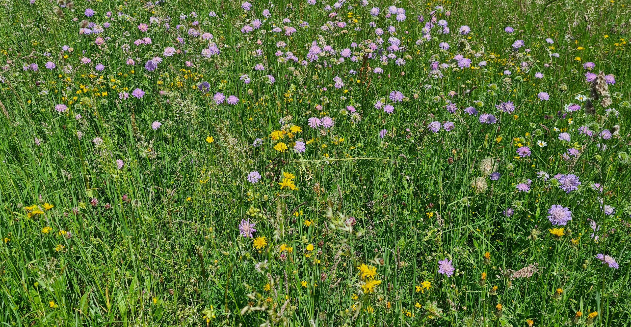 (The- Networked)- Self Development