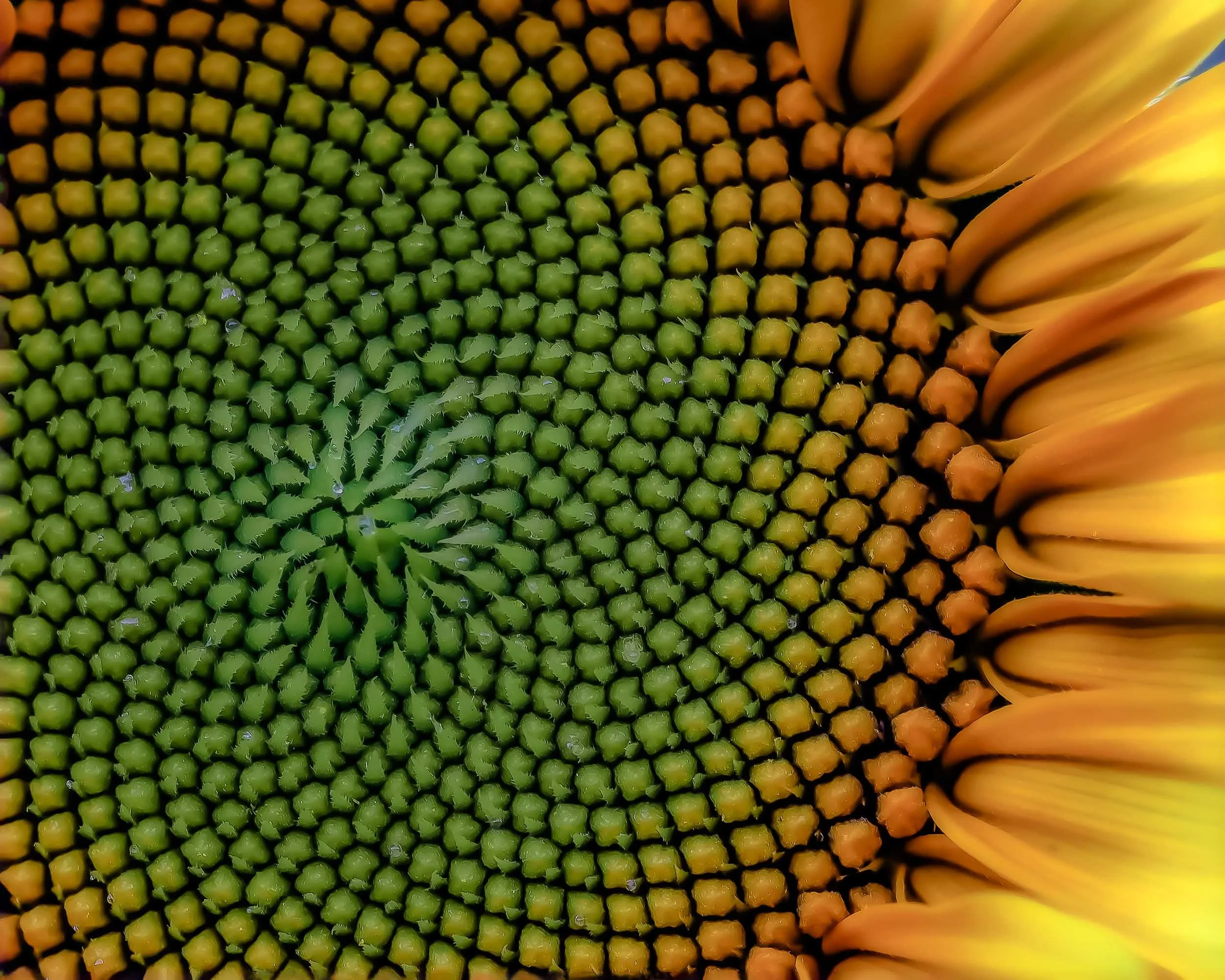 the pattern within.jpg