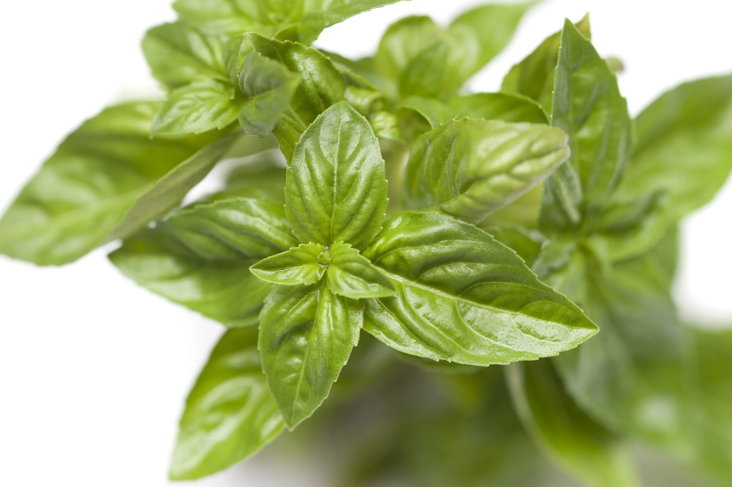 Basil Fresh.jpg