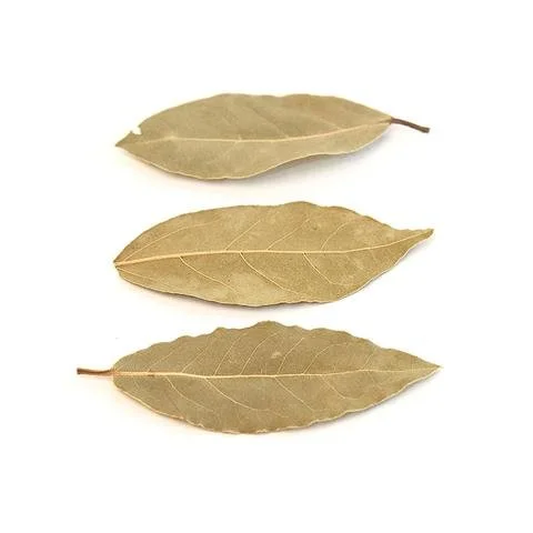 Bay Leaf.jpg