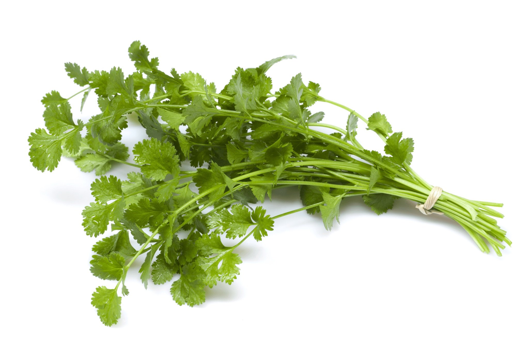 Cilantro.jpg