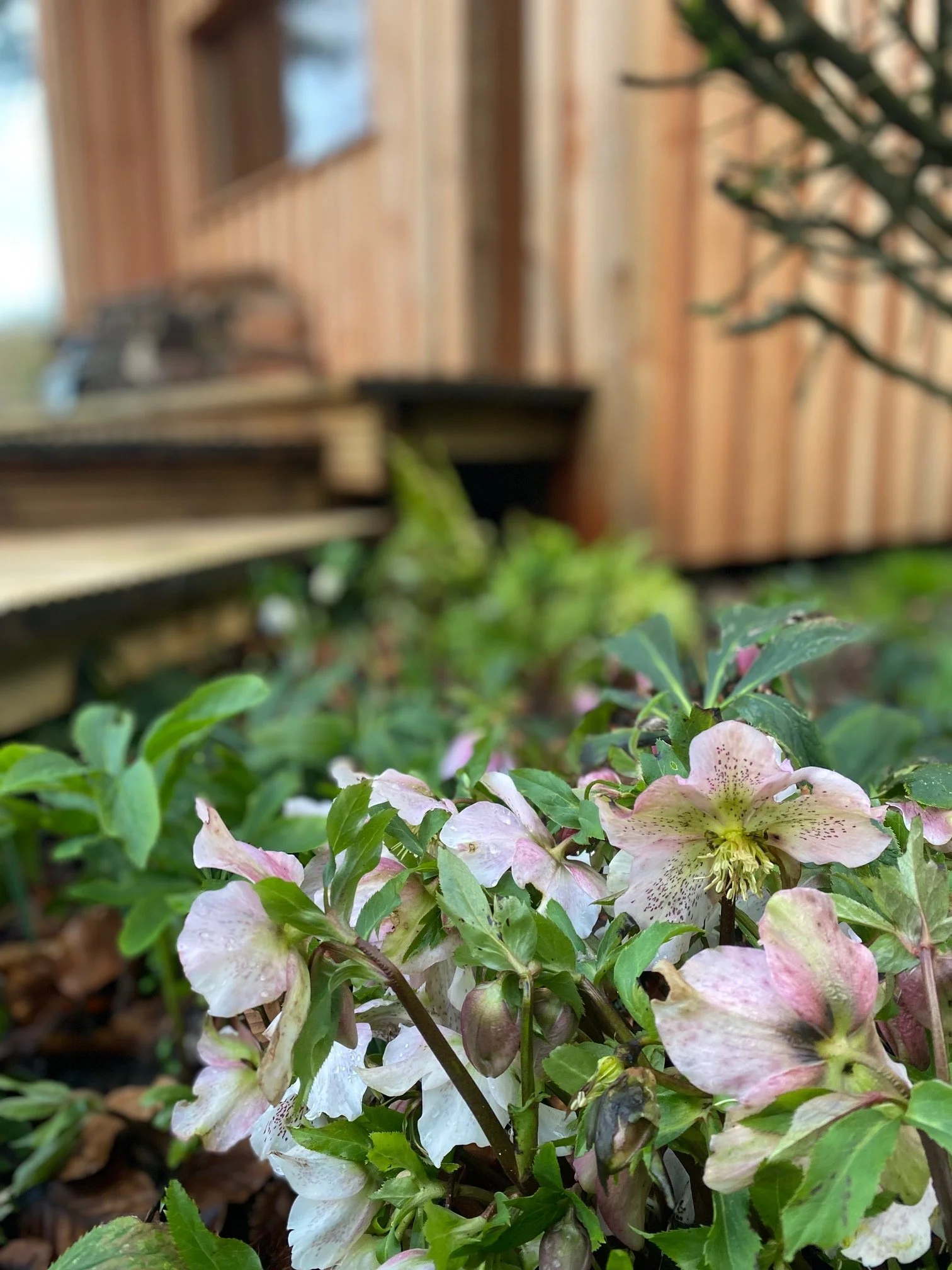 Sauna Hellebores.jpg (Copy)
