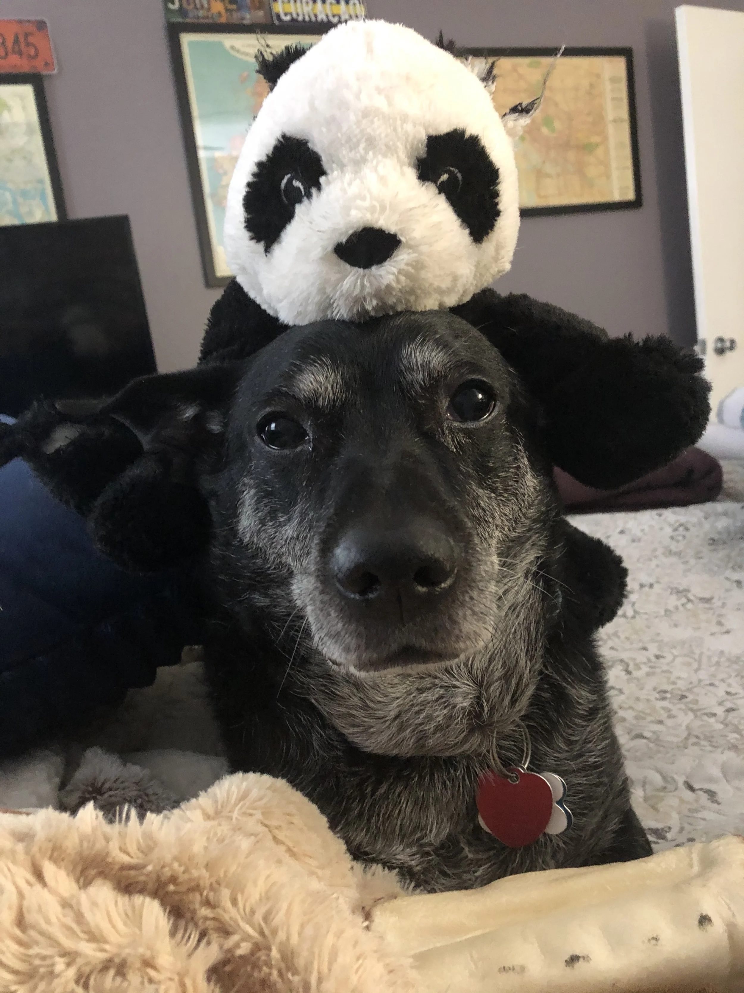 The Joy (and Challenge) of Being a Working Dog