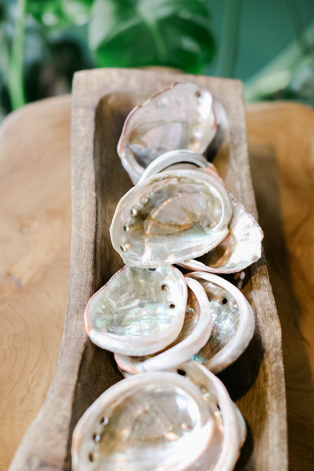 abalone-shells-plant-magic-market-6.jpeg