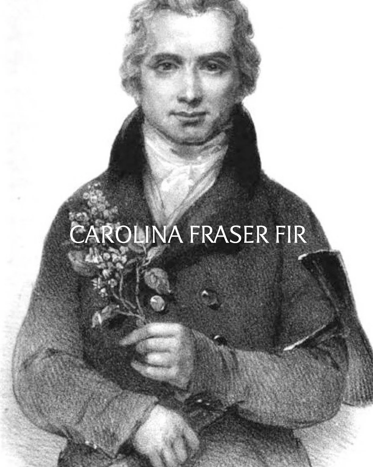 The Fraser fir is named after Scottish botanist John Fraser, who explored the Appalachian Mountains in the late 1700s. 

While collecting plants for study and for European gardens, Fraser discovered this distinctive evergreen growing high in the cool