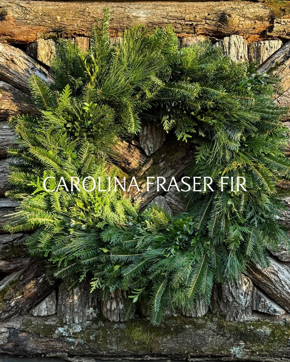 Fraser firs are best grown from cuttings. 

In spring, take a 6&ndash;10 inch semi-hardwood cutting, dip it in rooting hormone, and plant it in moist, well-draining soil. 

Keep it cool and out of direct light for 6&ndash;9 months until roots form.

