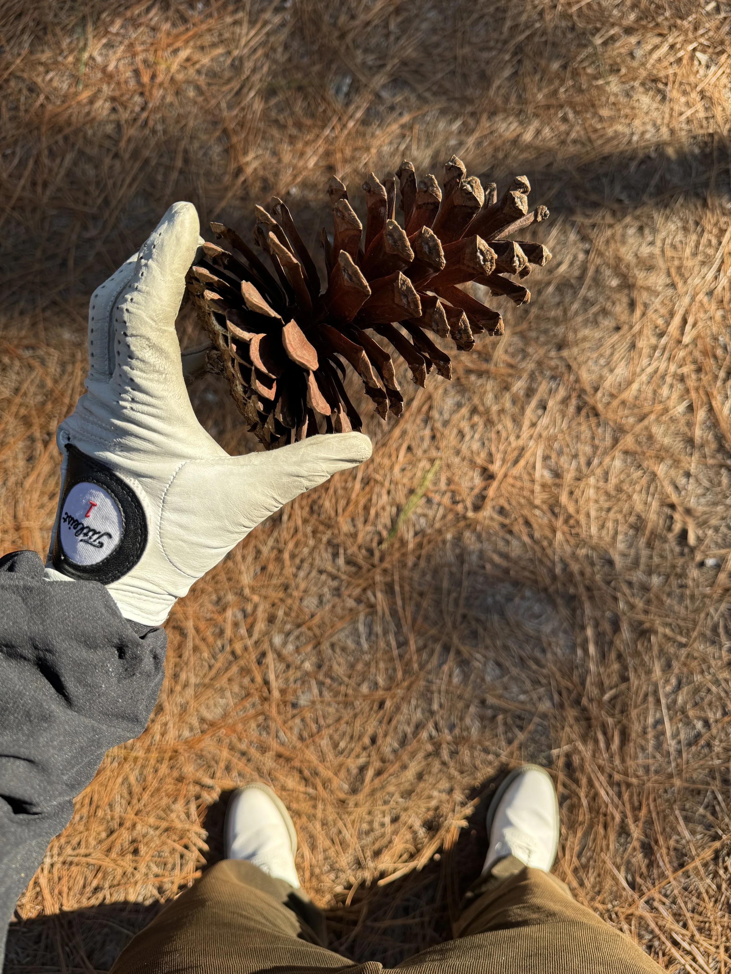 Some folks pick up seashells on the beach; I pick up pinecones on the golf course.