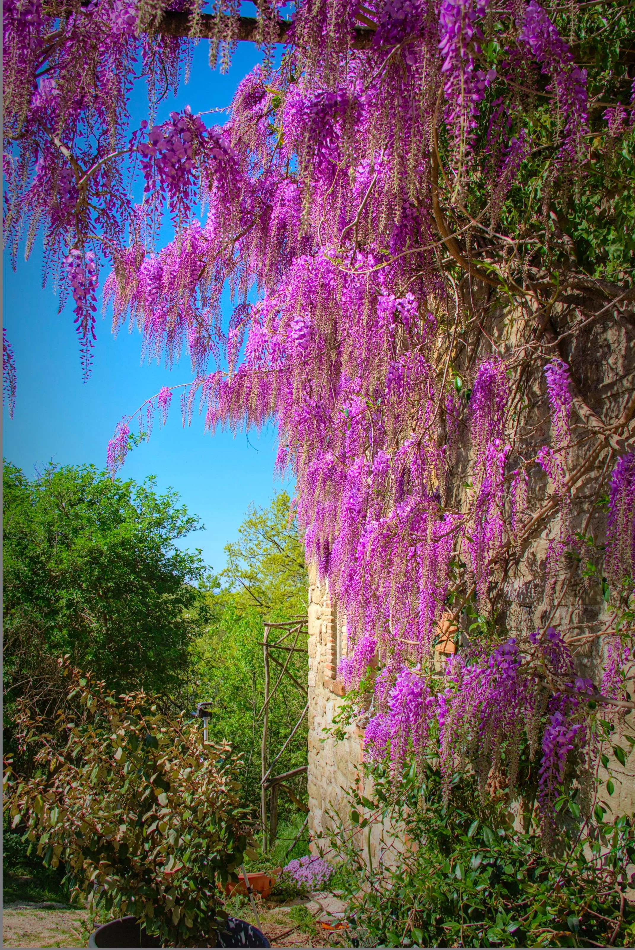 The wisteria was spectacular this year..