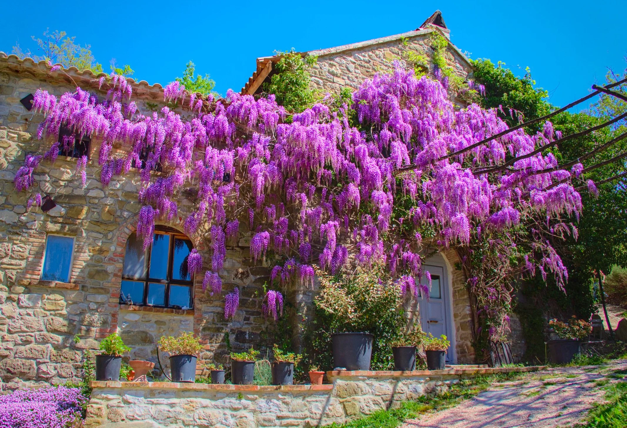 Another view of the glorious wisteria.