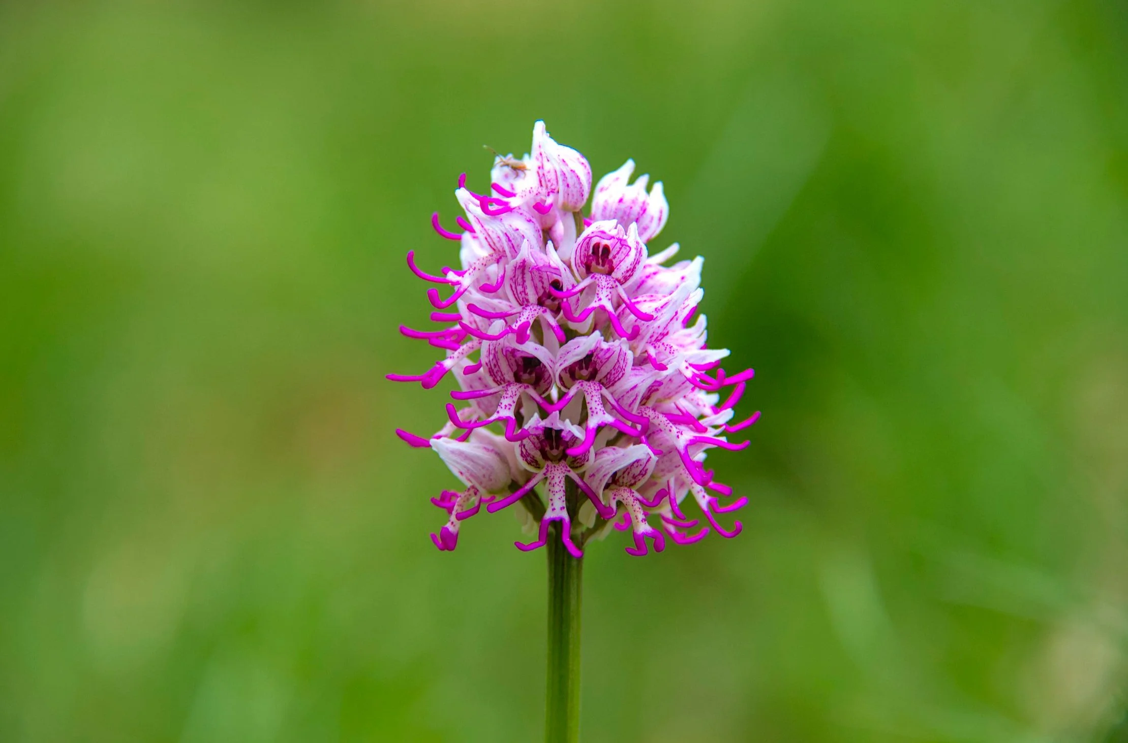 A monkey orchid - one of the many orchids to be found on our hillside.