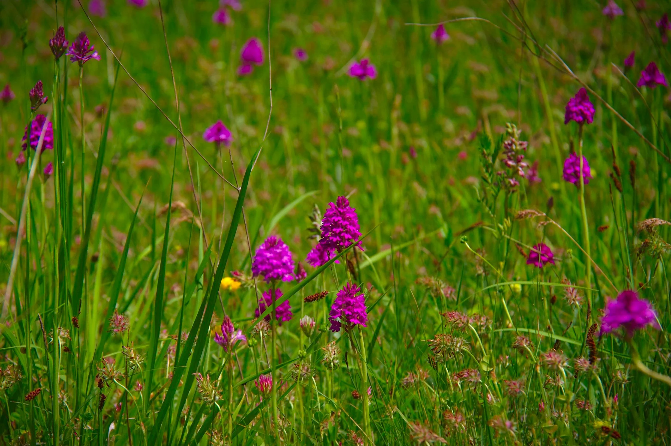 Lady orchids.