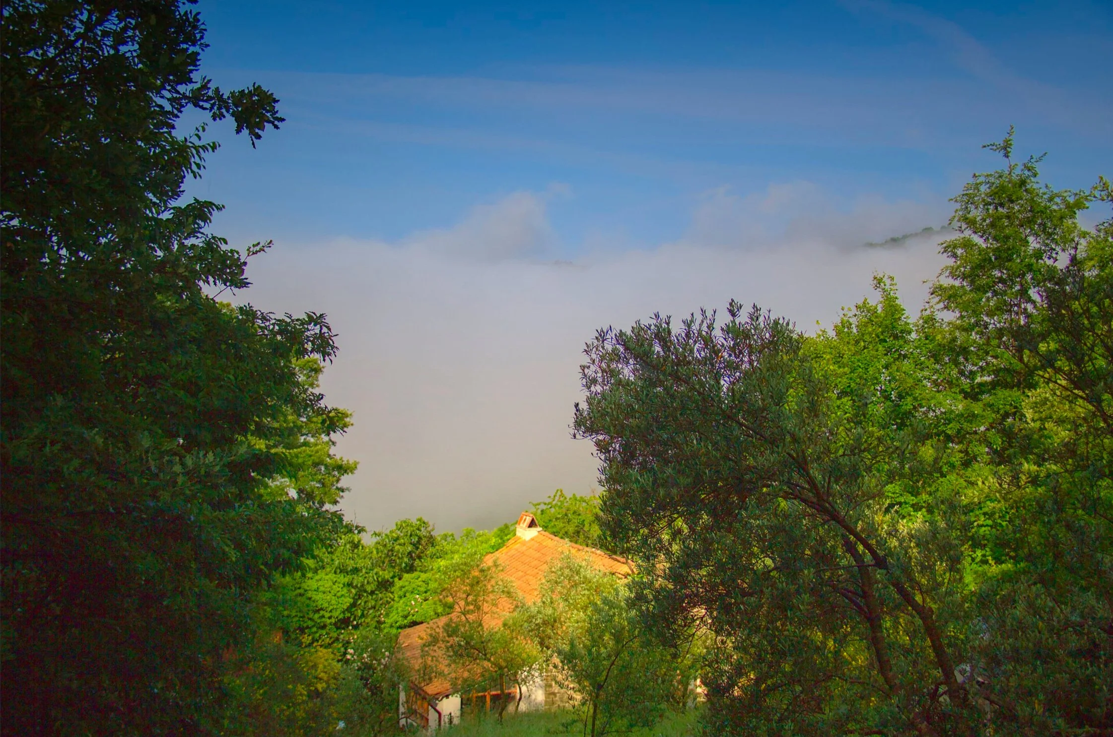 Early morning mist seen from the pool.