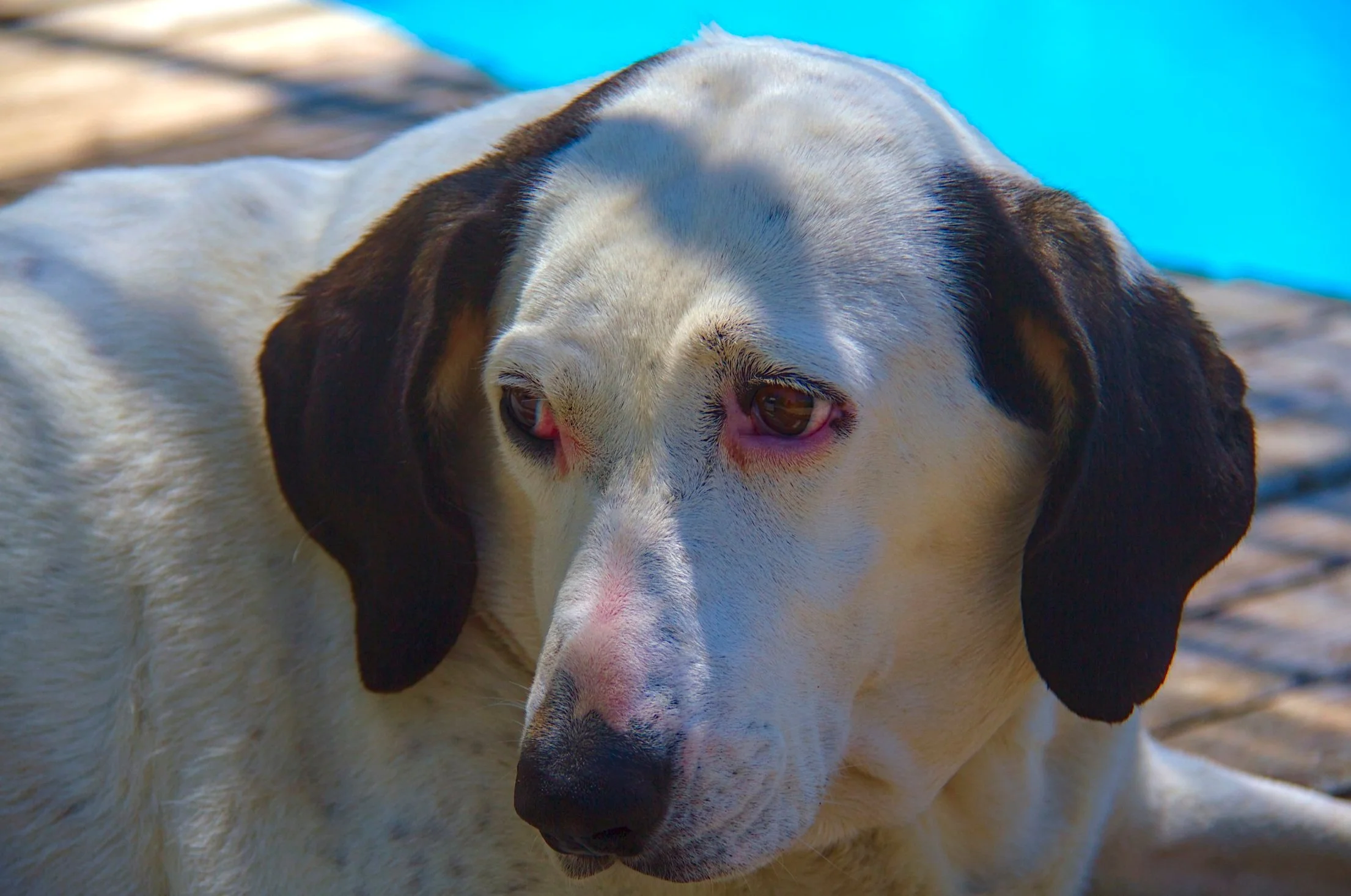 Tess. The saddest (and hungriest) dog in the world.