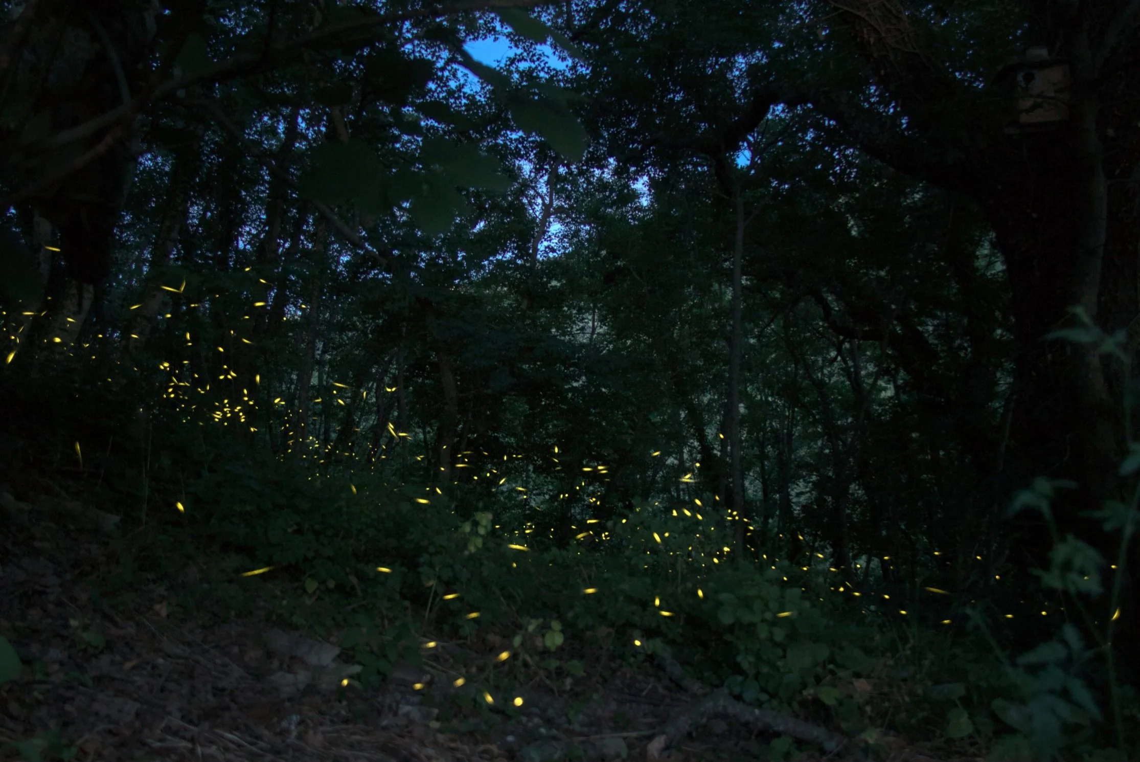 June and early July nights are full with the flashing of fireflies.