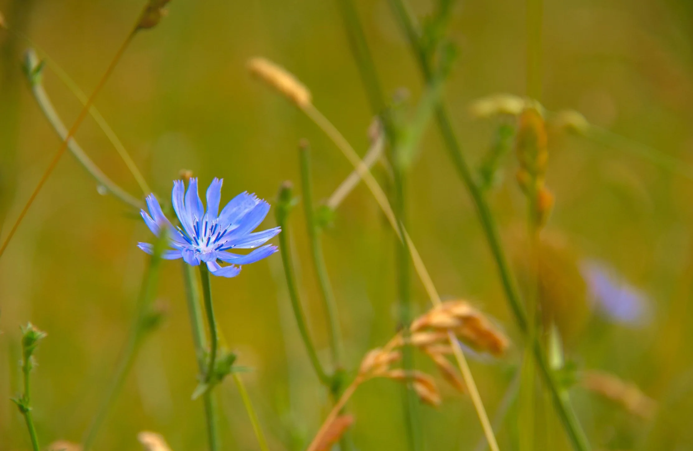 Flower of wild chicory.
