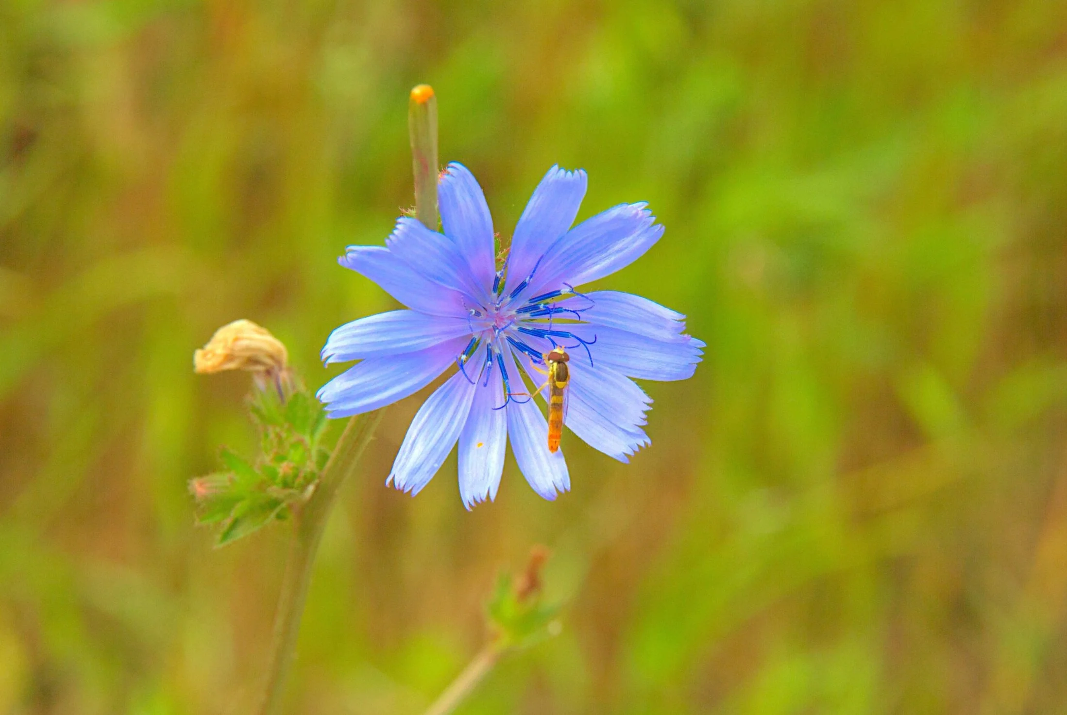 Chicory  flower and friend