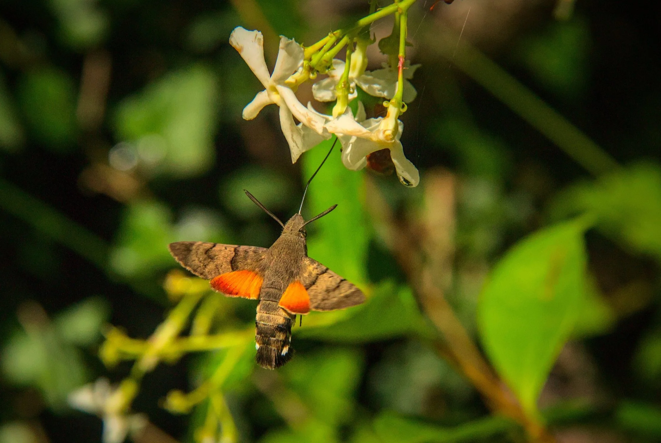 My favourite insect - a Hummingbird hawk- moth, feeding on a jasmine flower.