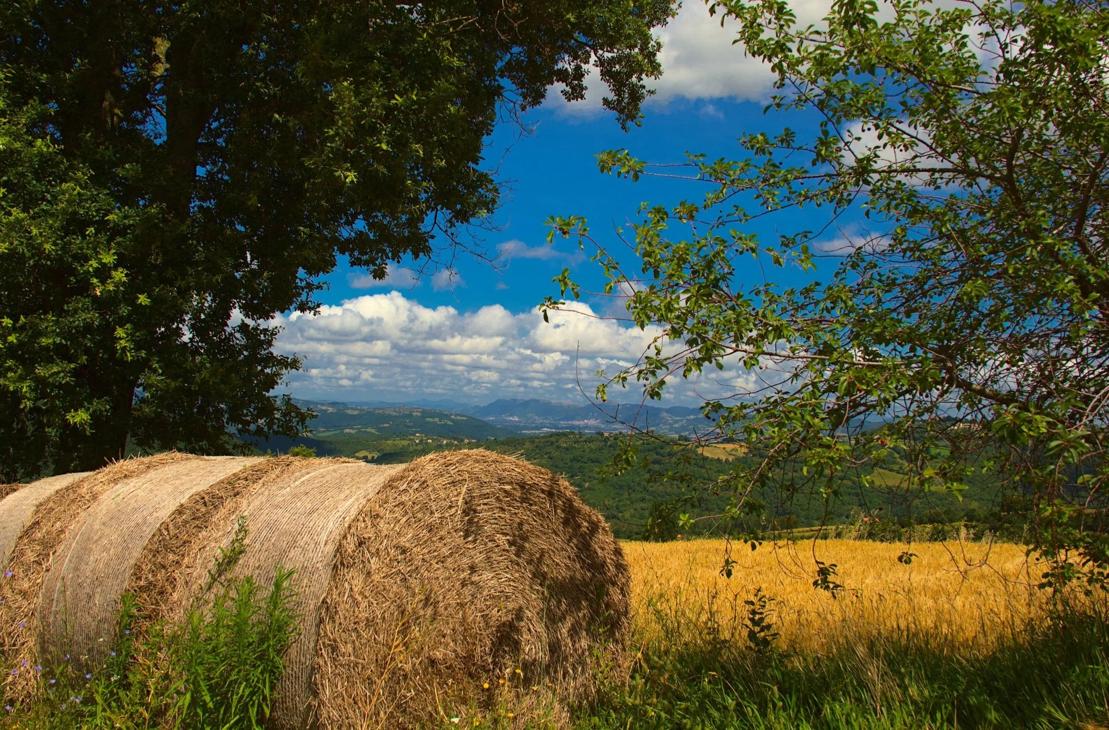 Summer landscape looking towards Gubbio