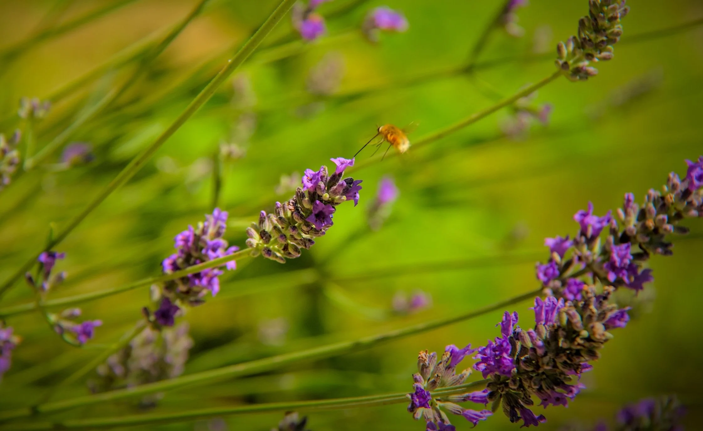 A bee fly feeding on lavender