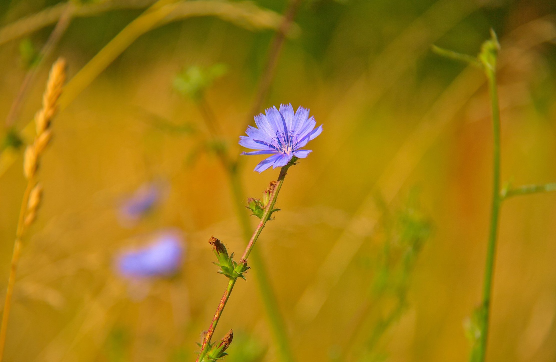 Wild Chicory