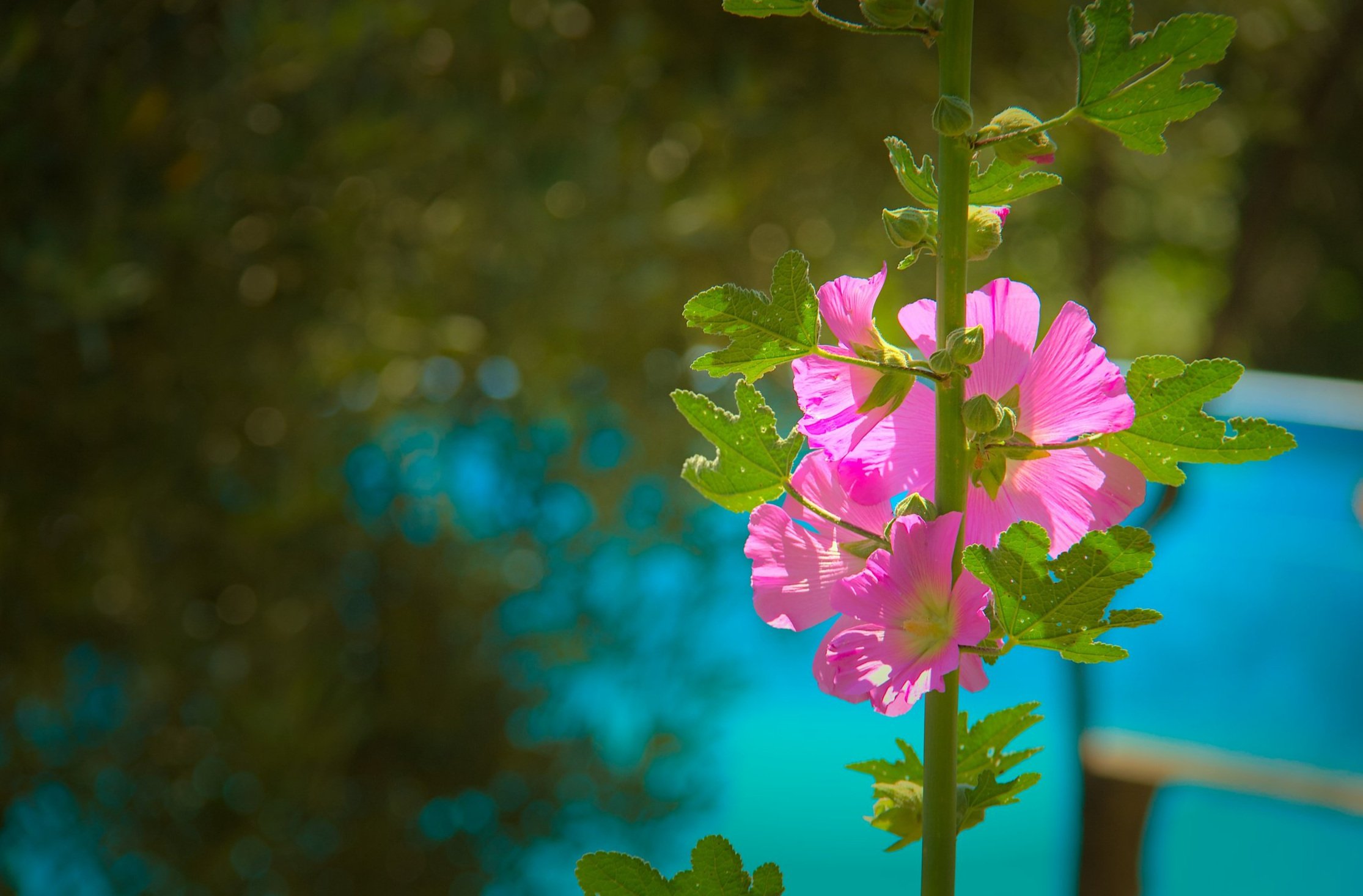Wild Malva with the pool in the background
