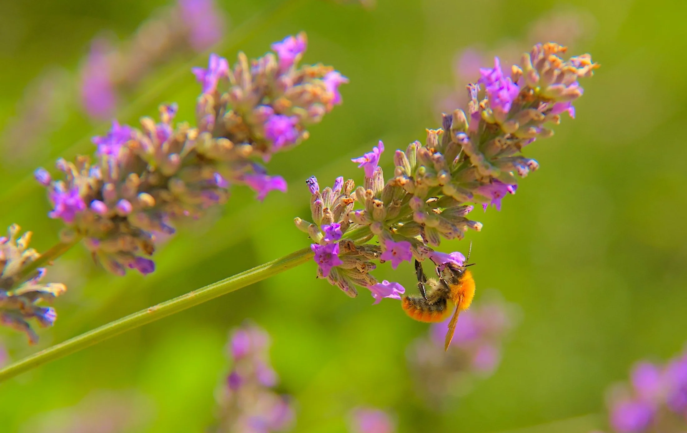 A bee feeding on lavender.