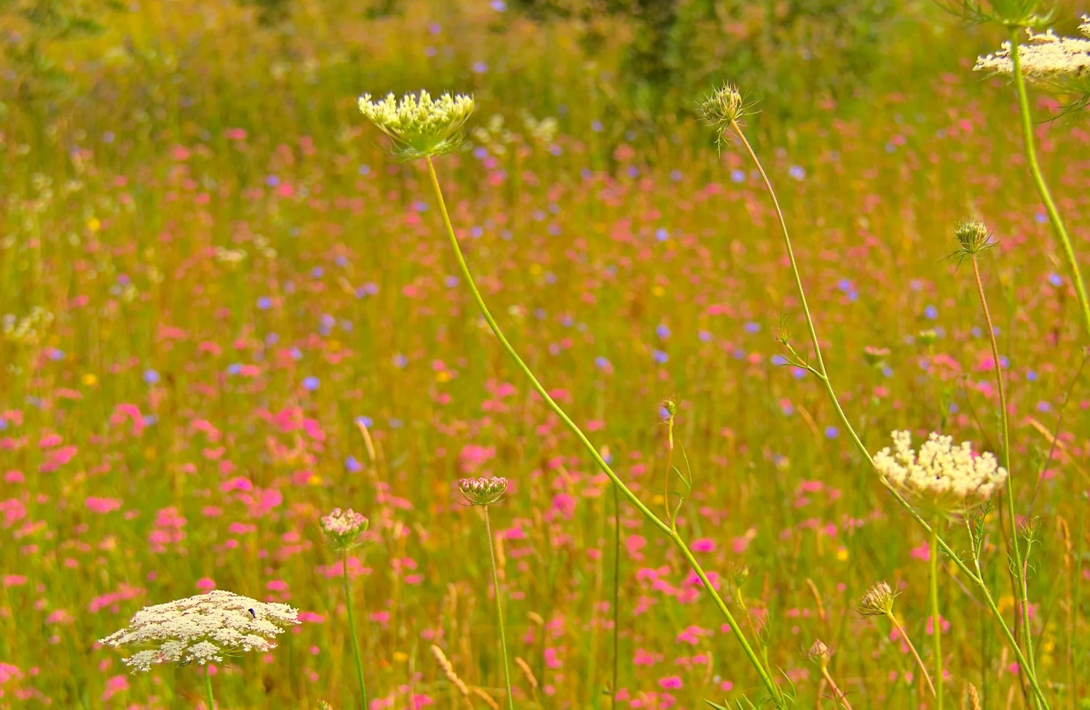 Summer wild flowers in our meadow.