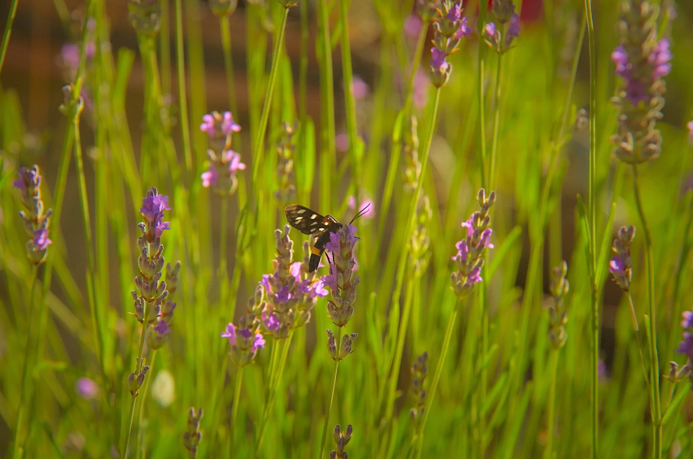 A nine spotted moth feeding on lavender.