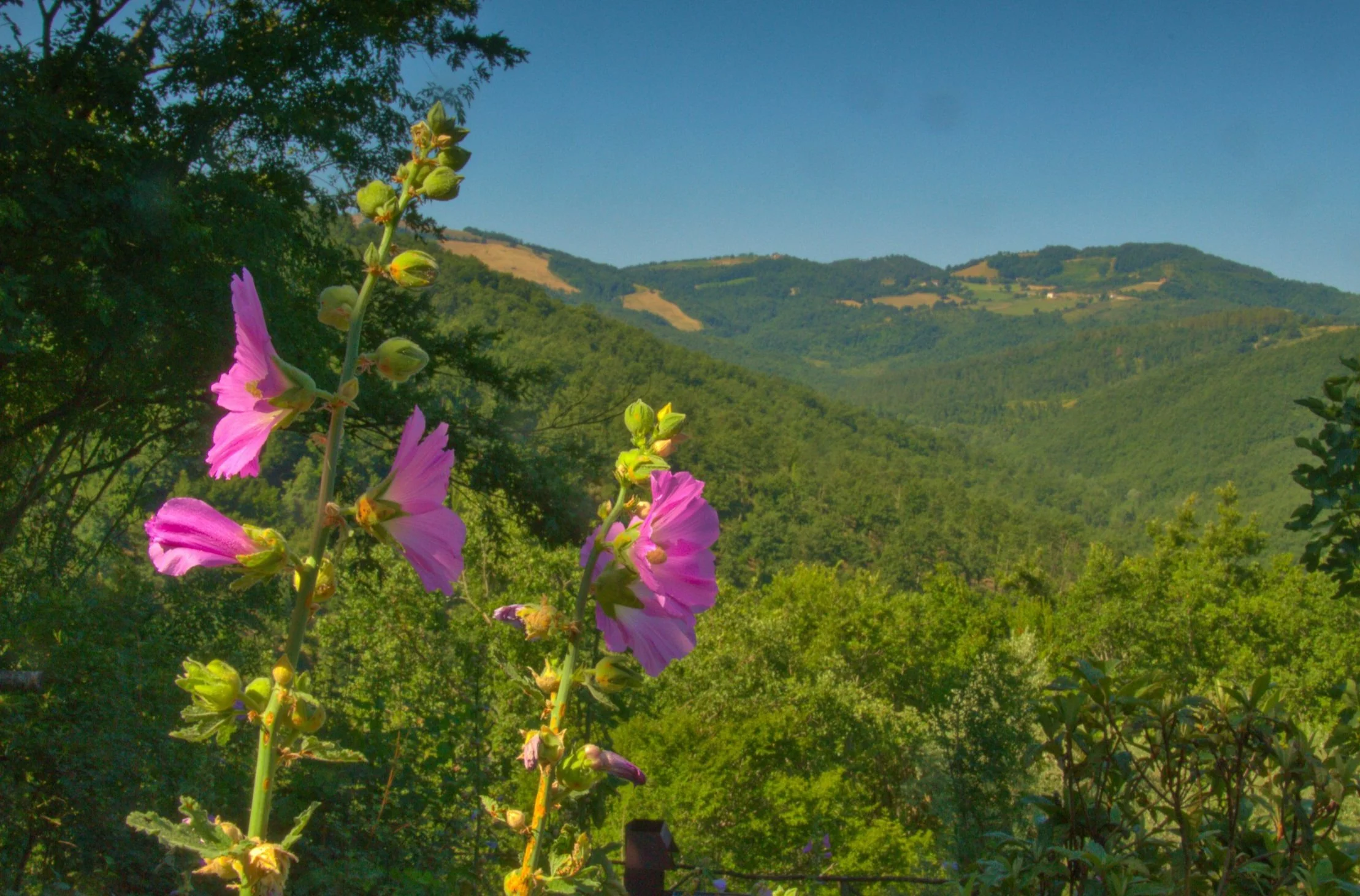 Wild Malva - the flower of Summer