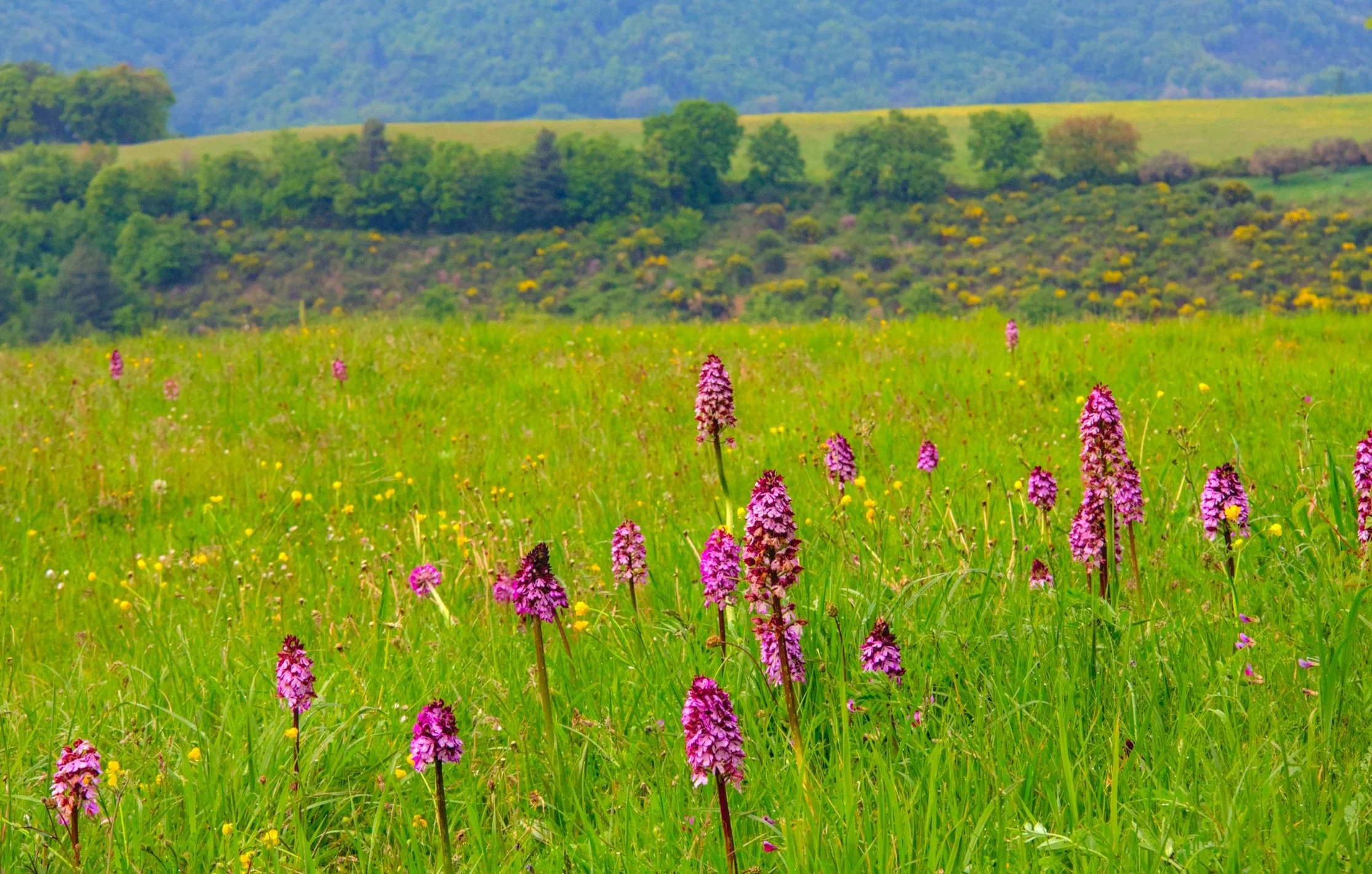 Lady orchids