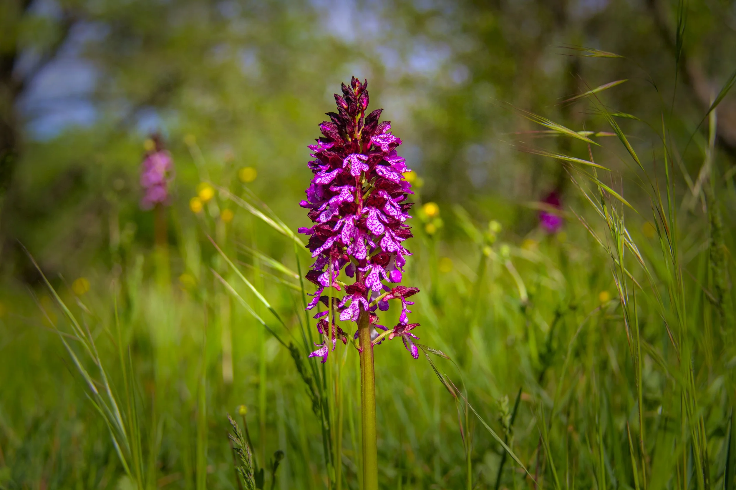 Lady orchid.