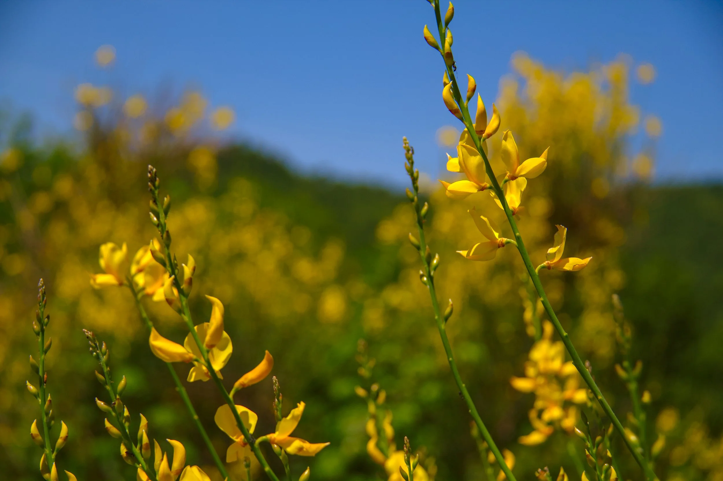 Ginestra. The colour and perfume of early summer.
