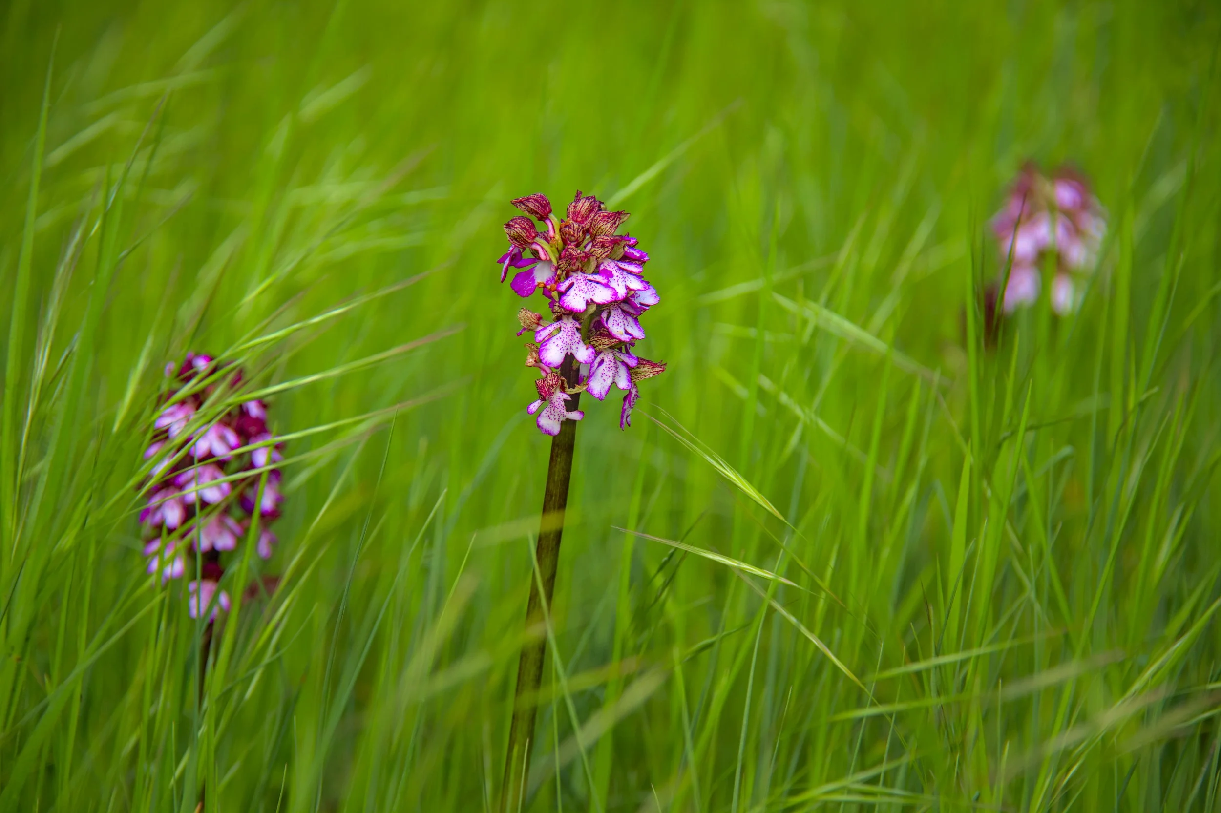 Lady orchids.
