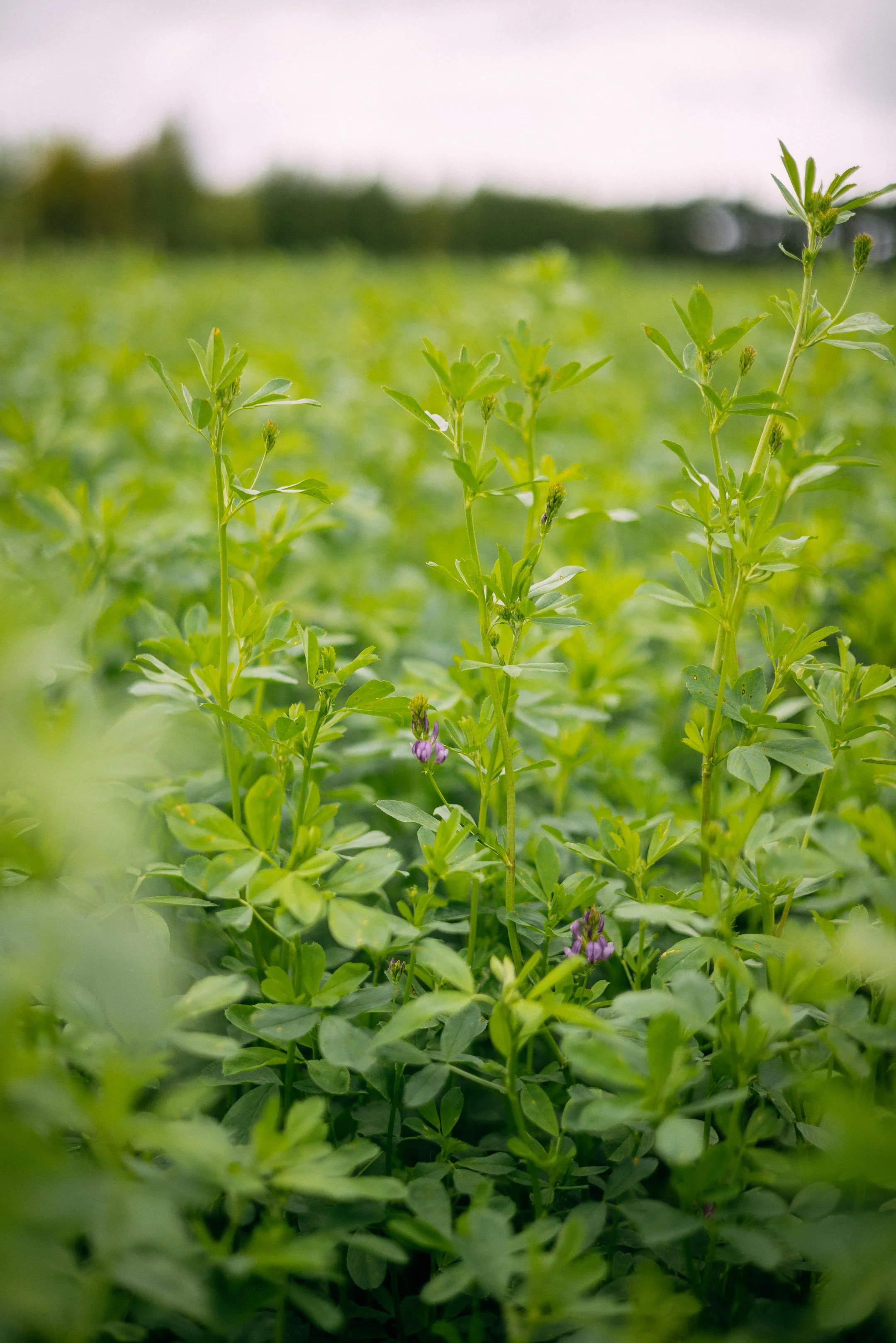 green leaves_Leaft_portrait.jpg